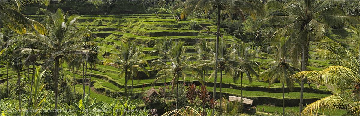 Peter Bellingham Photography Rice Terraces - Bali (PBH4 00 16717)